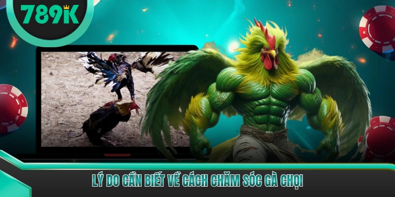Lý do cần biết về cách chăm sóc gà chọi
